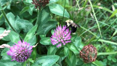 Project Highlight: Eco-evo feedbacks: How does rhizobium evolution affect pollination ecology? Mutualism feedbacks on pollination.