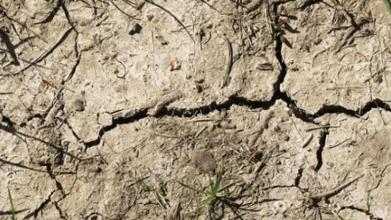 Soil microbes help plants cope with drought