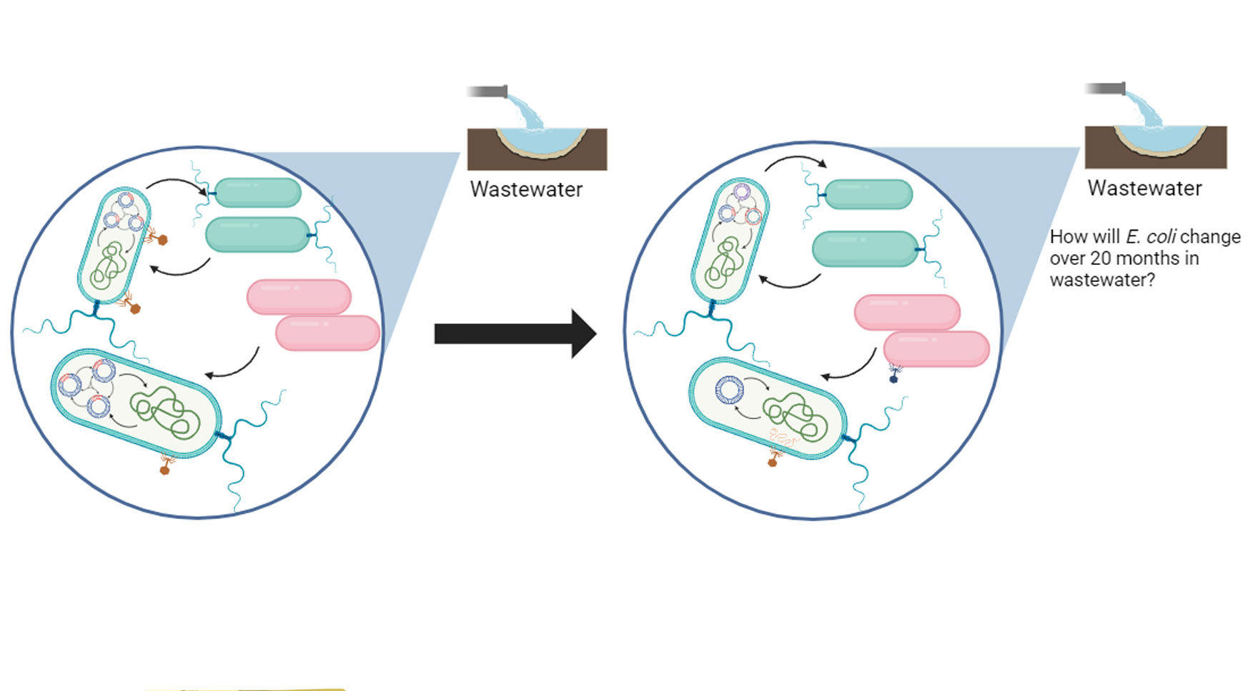 Multipartite genome evolution in E. coli