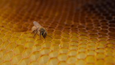Bee in field of honeycomb cells
